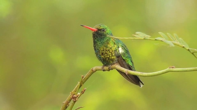 Glittering-bellied Emerald - ML201643771