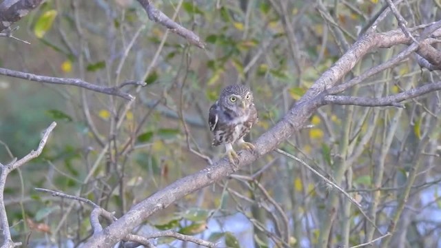 kulíšek brazilský (ssp. tucumanum) - ML201643791