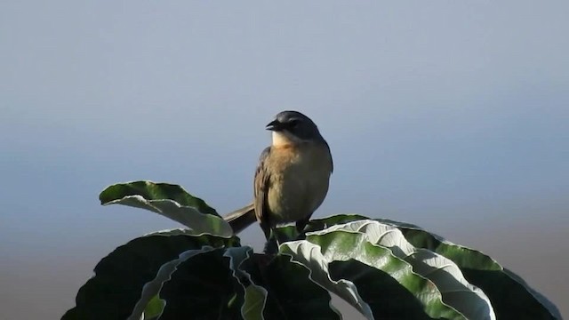 Long-tailed Reed Finch - ML201643861