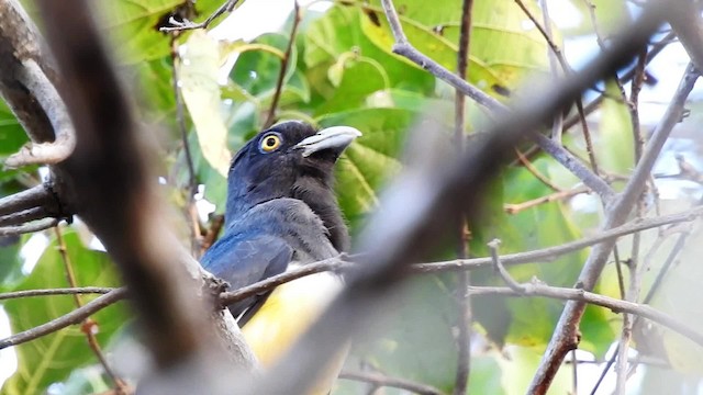 trogon žlutobřichý - ML201643911