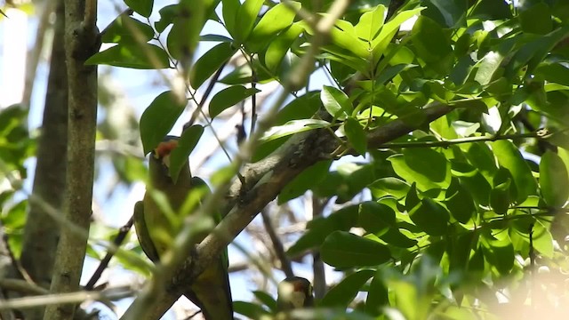 Aratinga Frentinaranja - ML201643951