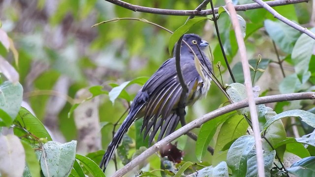 trogon žlutobřichý - ML201643981