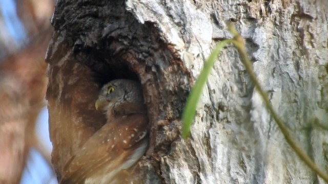 Colima Pygmy-Owl - ML201644011