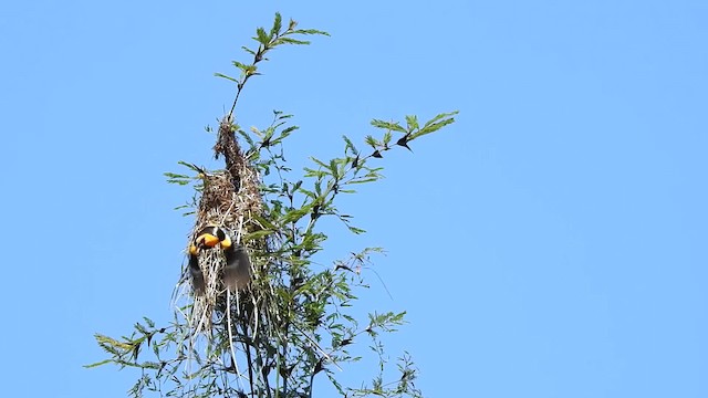 Oriole à gros bec - ML201644021