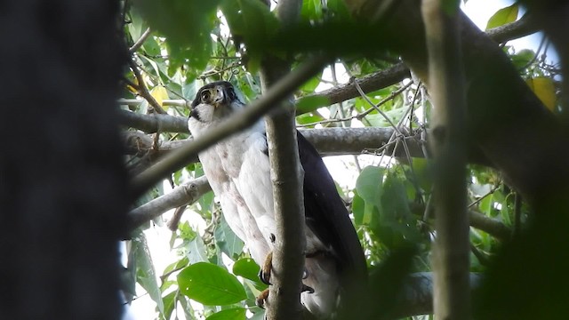 Collared Forest-Falcon - ML201644061