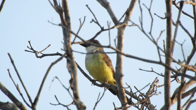 Dickschnabel-Königstyrann - ML201644081