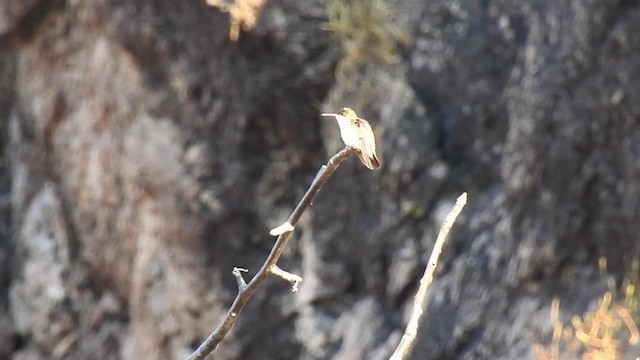 Green-fronted Hummingbird (Green-fronted) - ML201644091