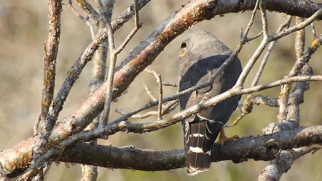 Серый канюк - ML201644141