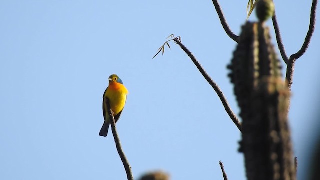 Orange-breasted Bunting - ML201644161