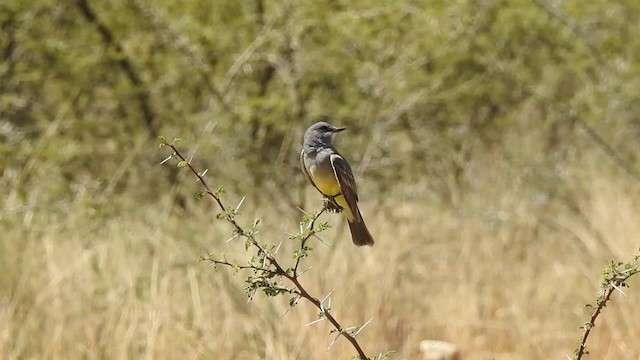 Cassin's Kingbird - ML201644171