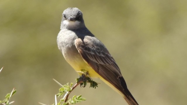 Cassin's Kingbird - ML201644181