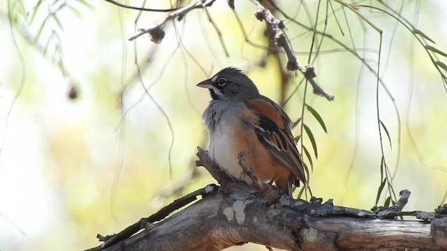 Bridled Sparrow - ML201644191