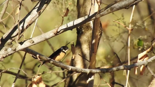 Cinnamon-rumped Seedeater - ML201644261
