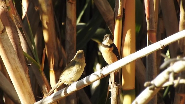 Cinnamon-rumped Seedeater - ML201644271