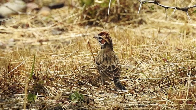 Lark Sparrow - ML201644301