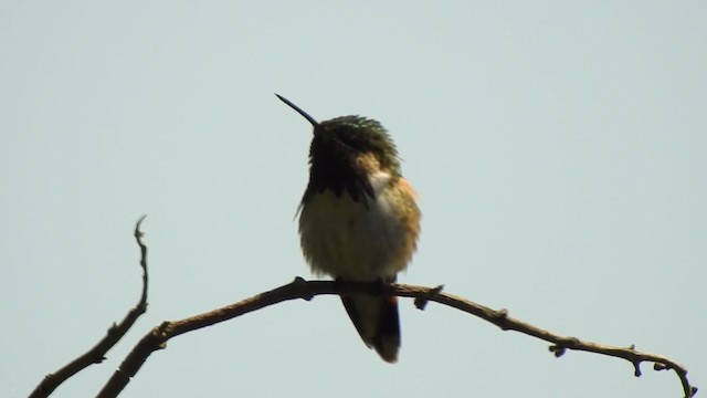 Bumblebee Hummingbird - ML201644321