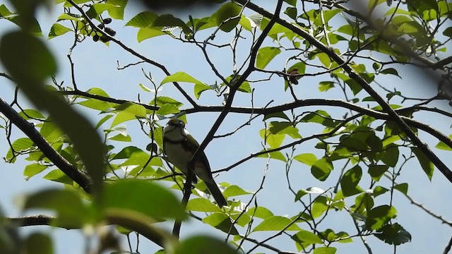 Chestnut-sided Shrike-Vireo - ML201644331