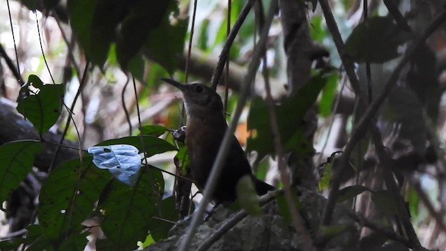 ハシナガミソサザイ - ML201644421