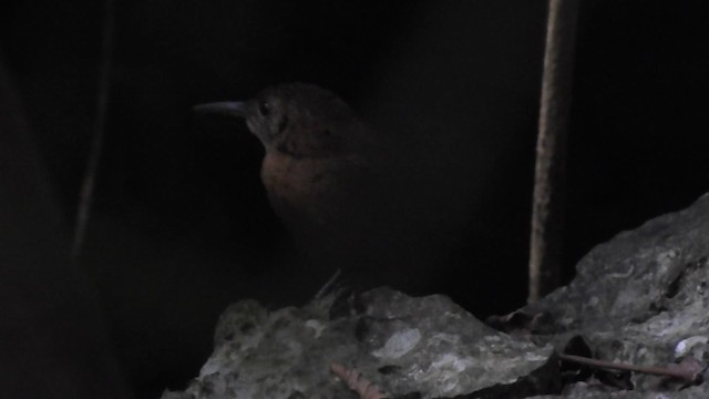 ハシナガミソサザイ - ML201644431