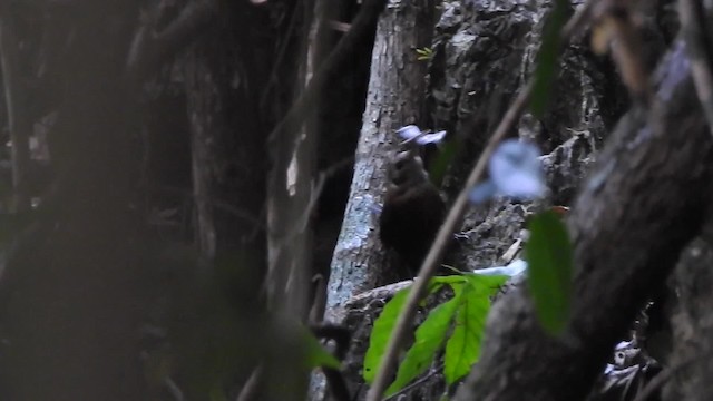 ハシナガミソサザイ - ML201644441