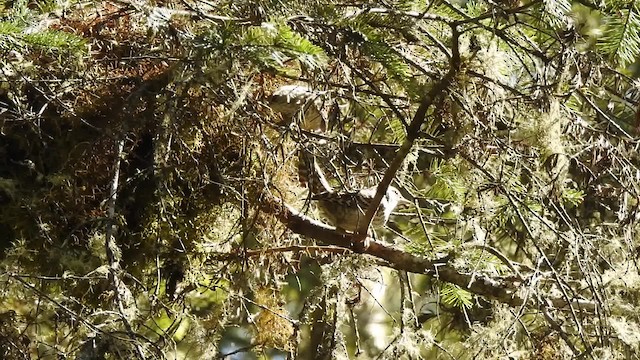 Gray-barred Wren - ML201644531