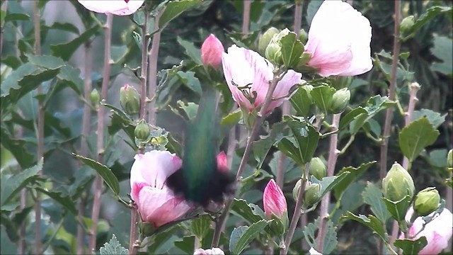 kolibřík lesklobřichý - ML201644641