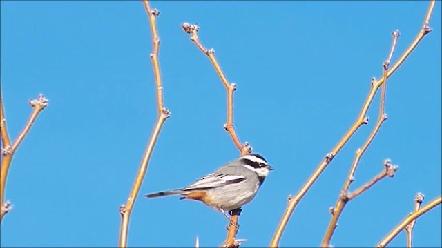 コバシマユシトド（pectoralis） - ML201644851