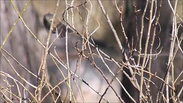 Yellow-billed Tit-Tyrant - ML201644871