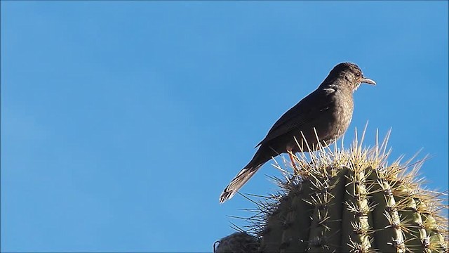 Chiguanco Thrush (anthracinus) - ML201644901