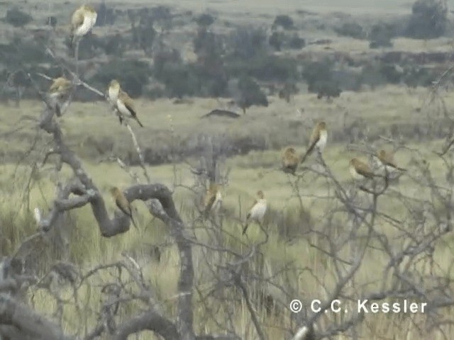 African Silverbill - ML201645471