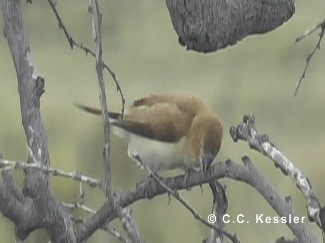 African Silverbill - ML201645481