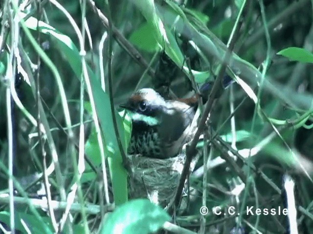 Micronesian Rufous Fantail (Marianas) - ML201645511