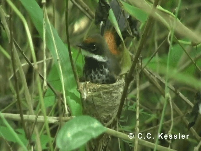 Micronesian Rufous Fantail (Marianas) - ML201645521