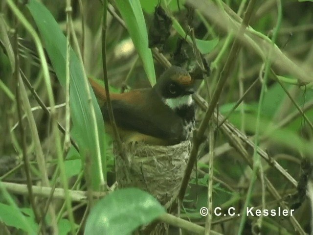 Micronesian Rufous Fantail (Marianas) - ML201645531