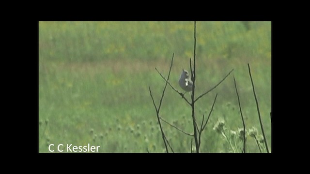 Sedge Wren - ML201645611