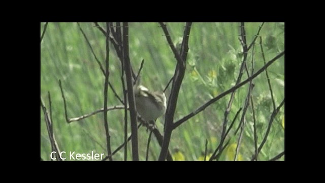 Sedge Wren - ML201645631