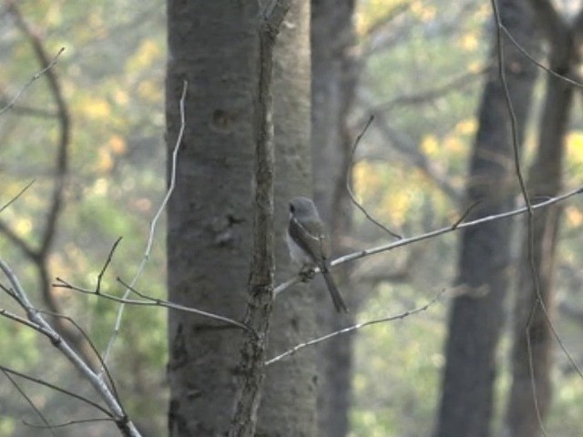 Souza's Shrike - ML201645741