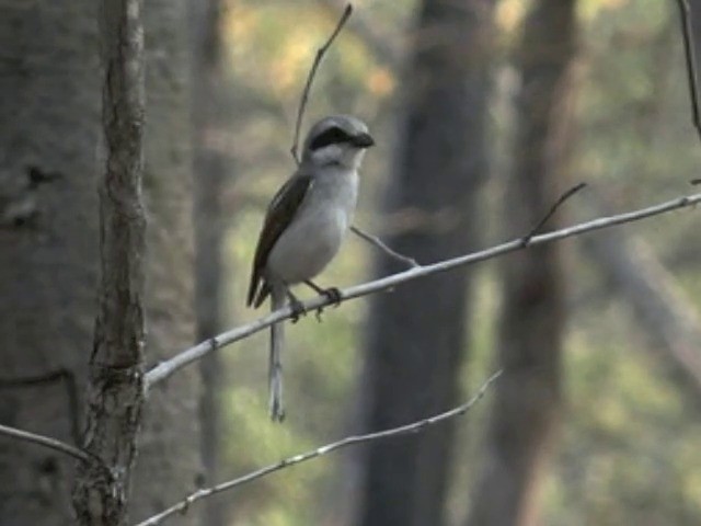 Souza's Shrike - ML201645751