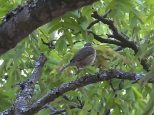 Striped Pipit - ML201645761