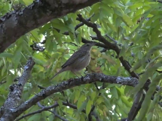 Striped Pipit - ML201645771