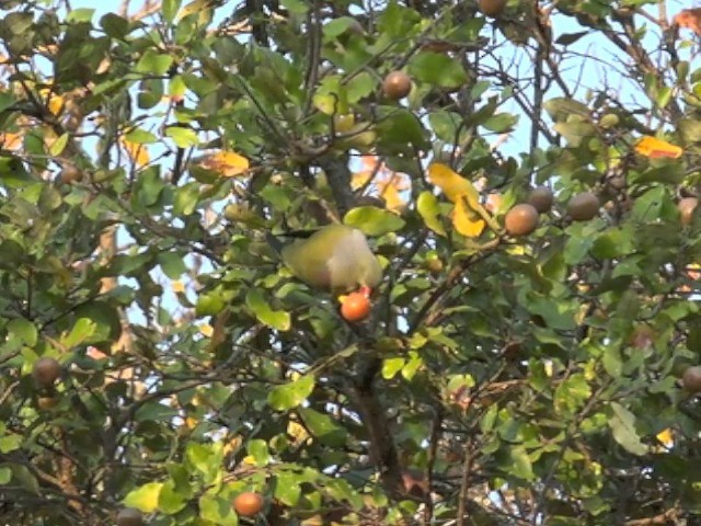 African Green-Pigeon (African) - ML201645781