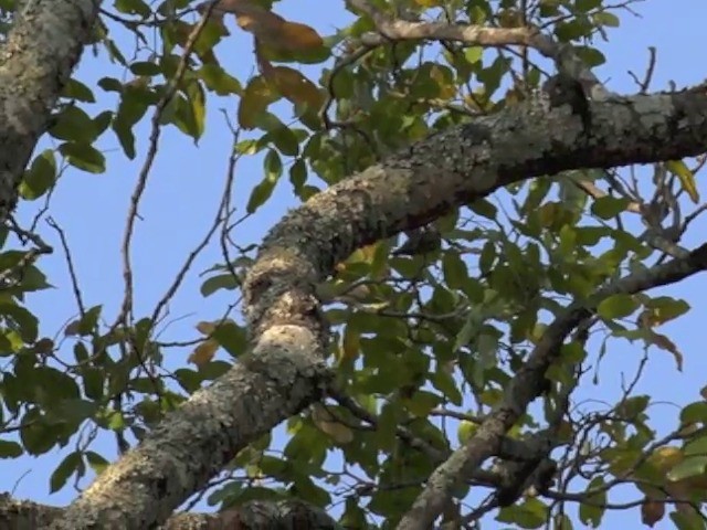 African Spotted Creeper - ML201645791