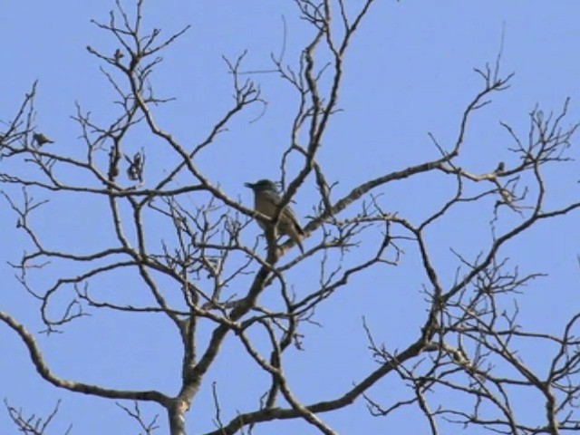 Miombo Rock-Thrush - ML201645801