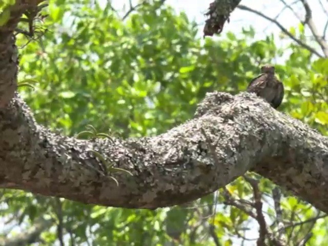 Pennant-winged Nightjar - ML201645811