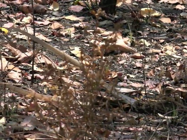 Pennant-winged Nightjar - ML201645821