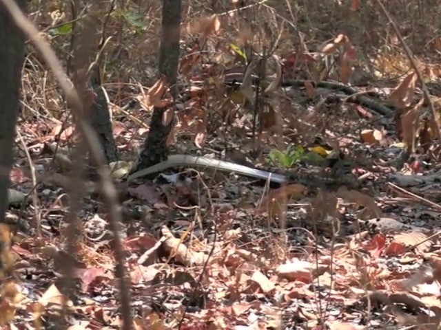 Pennant-winged Nightjar - ML201645831