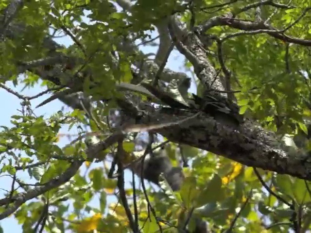 Pennant-winged Nightjar - ML201645841