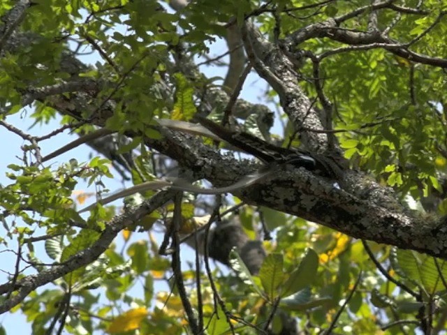 Pennant-winged Nightjar - ML201645851