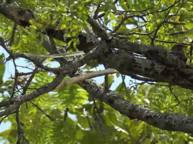 Pennant-winged Nightjar - ML201645871