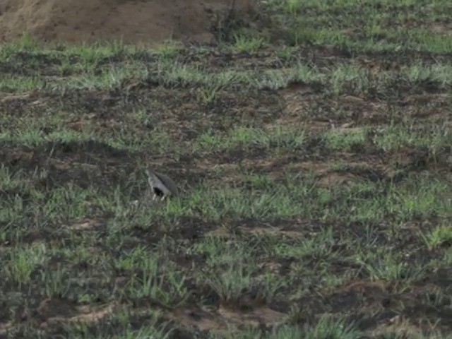 Temminck's Courser - ML201645891